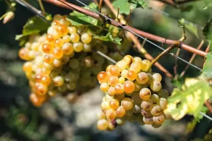 Nové vinařství Casa D`Ambra